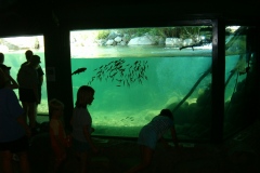A real aquarium from below ...